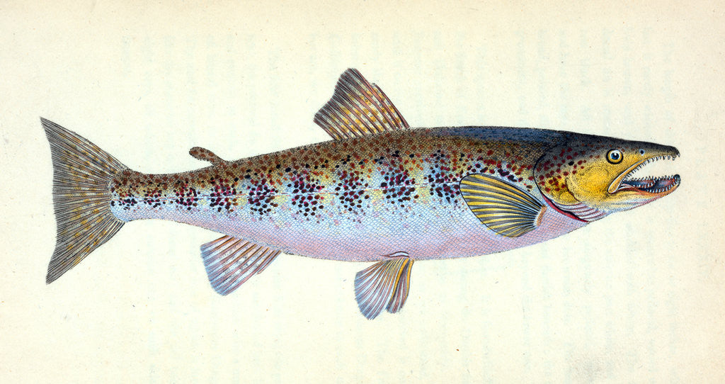 Detail of Trout, Salmo Fario by E. Donovan