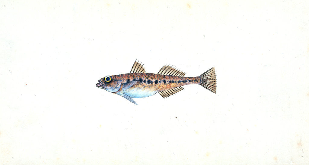 Detail of Spotted Goby, Gobius minutus by E. Donovan