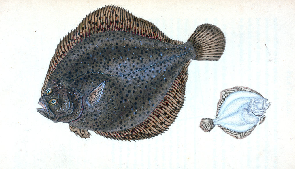 Detail of Brill, Pleuronectes rhombus by E. Donovan