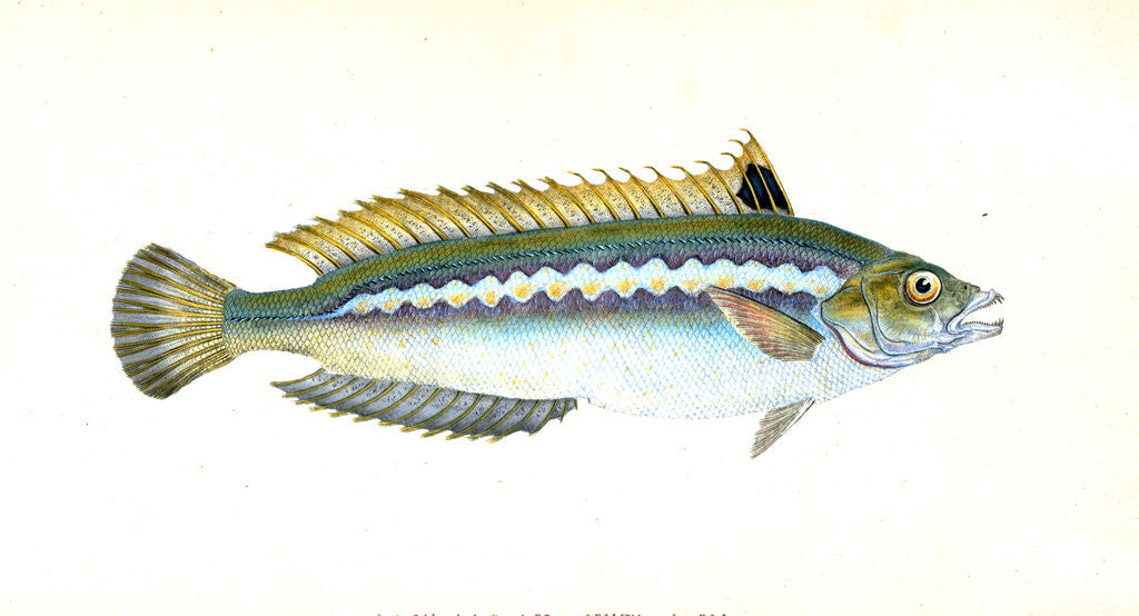 Detail of Indented-striped Wrasse, Labrus Julis by E. Donovan