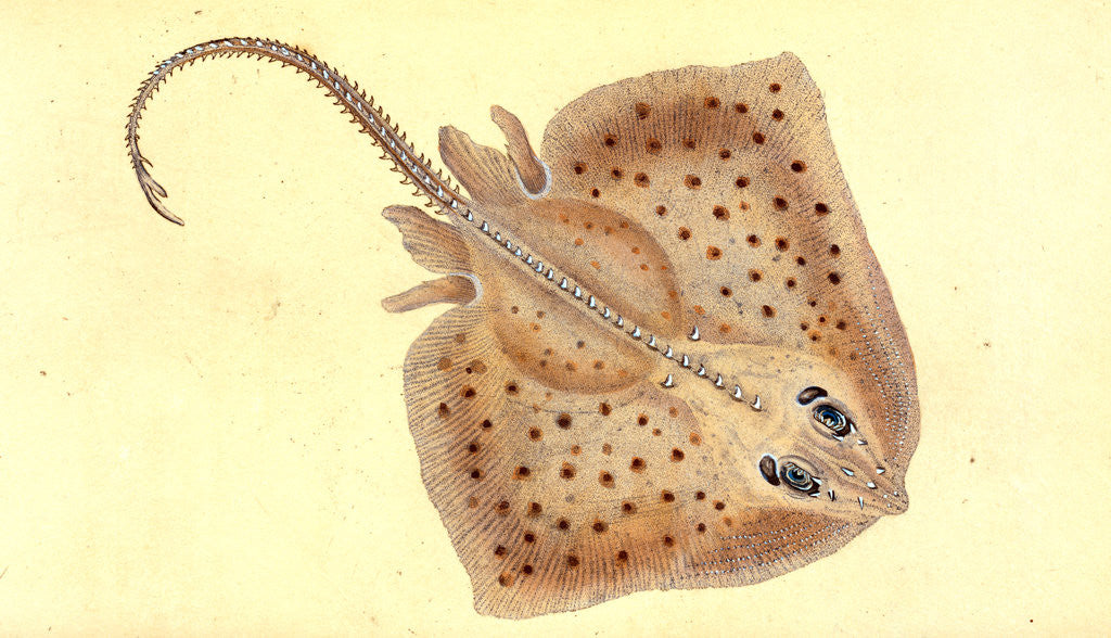 Detail of Ray, rough, Raia Rubus by E. Donovan