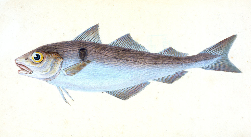 Detail of Alpine Charr, Salmo alpinus by E. Donovan