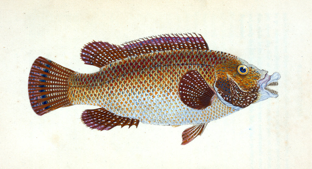 Detail of Old Wife Wrasse, Labrus Tinca by E. Donovan