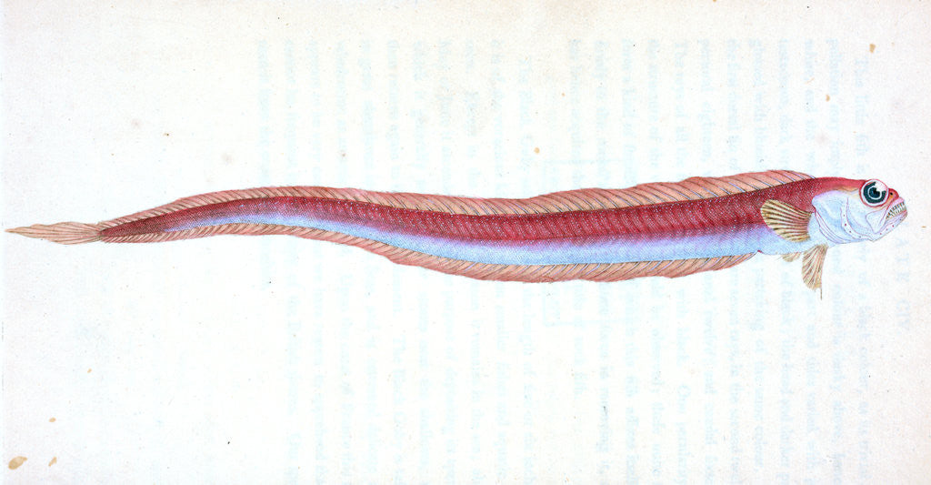 Detail of Rubescent Band-fish, Cepola rubescens by E. Donovan
