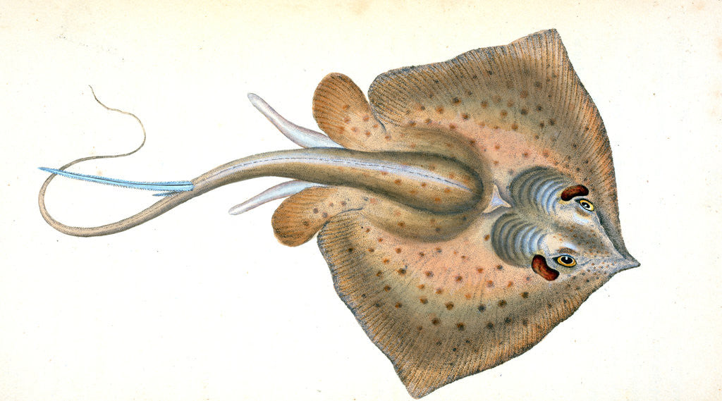 Detail of Sting Ray, Raja Pastinaca by E. Donovan
