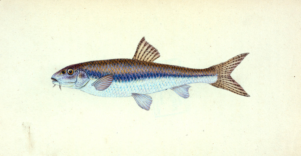 Detail of Dab, Pleuronectes limanda by E. Donovan