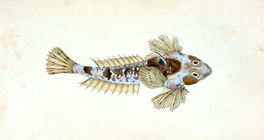 Detail of Sordit Dragonet, Callionymus Dracunculus by E. Donovan