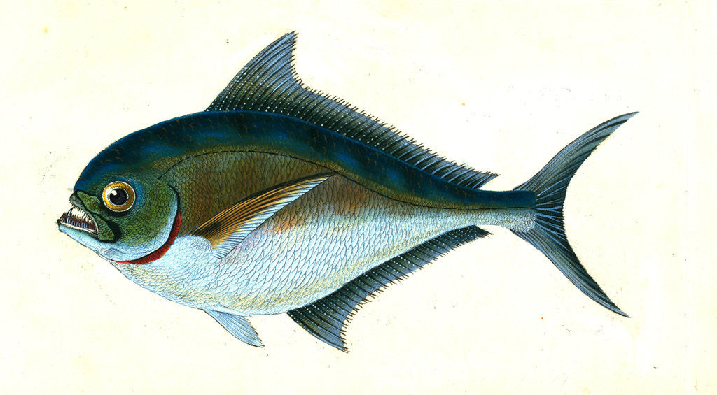 Detail of Ray's toothed Gilt-head, Sparus Raii by E. Donovan