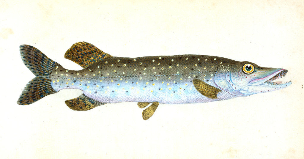 Detail of Common Pike, Esox Lucius by E. Donovan