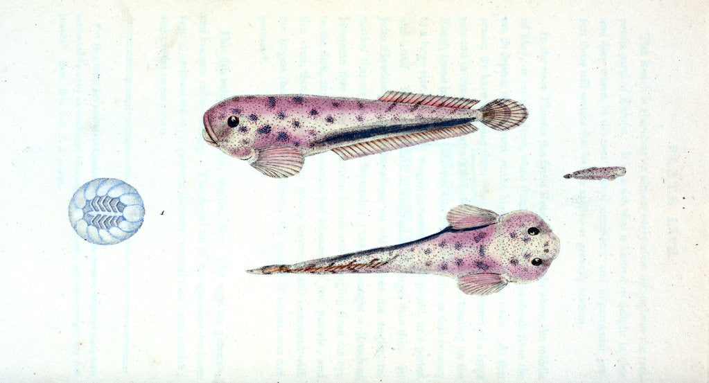 Detail of Scotch Torsk, Gadus Brosme by E. Donovan