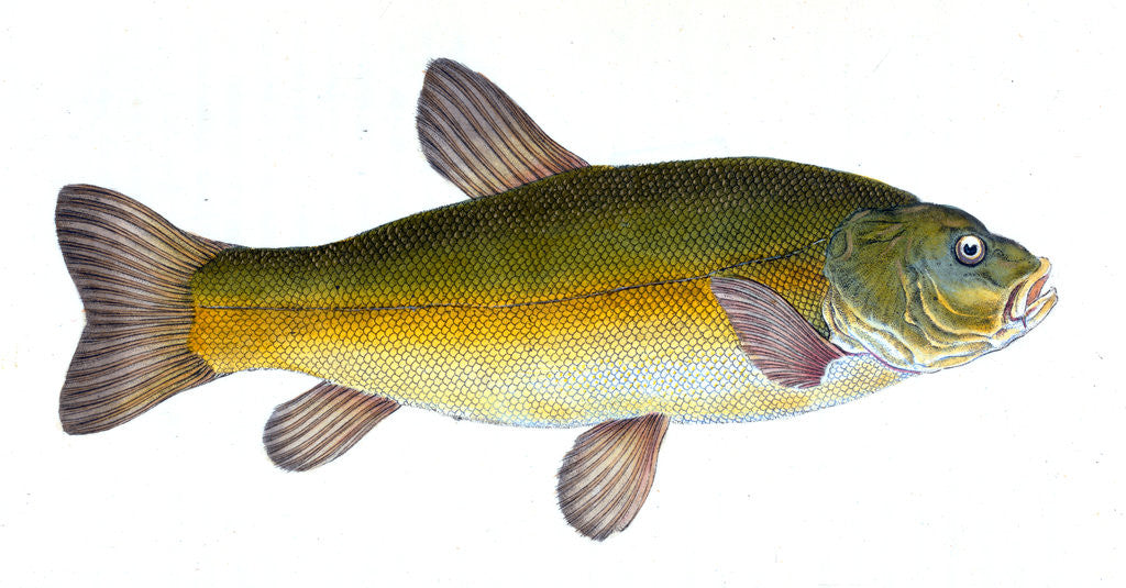 Detail of Tench, Cyprinus Tinca by E. Donovan