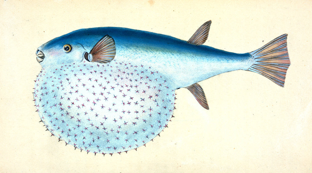 Detail of Diminutive Sucker, Cyclopterus Montagui by E. Donovan