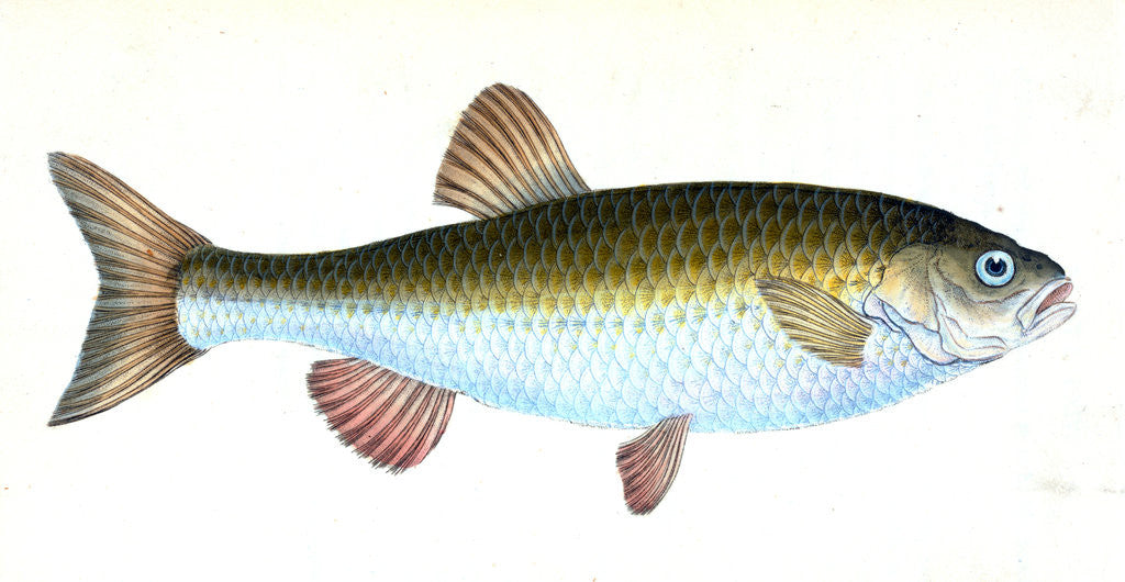 Detail of Chub, Cyprinus Jeses by E. Donovan