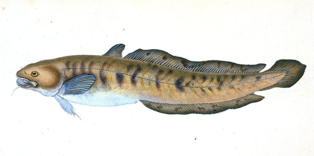 Detail of Burbot, Gadus lota by E. Donovan