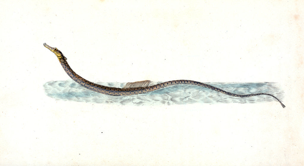 Detail of Minow, Cyprinus phoxinus by E. Donovan