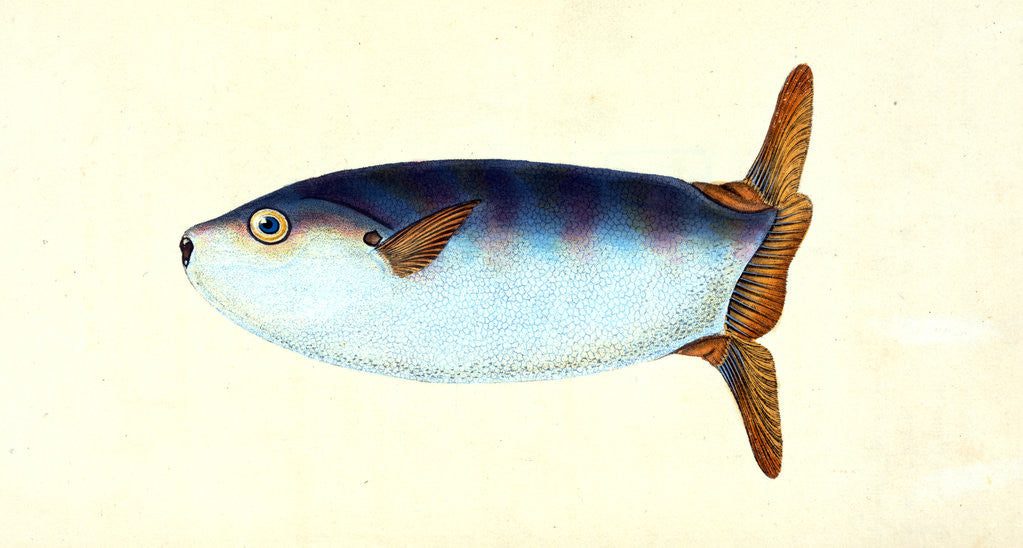 Detail of Truncated Sun-fish, Tetrodon truncatus by E. Donovan