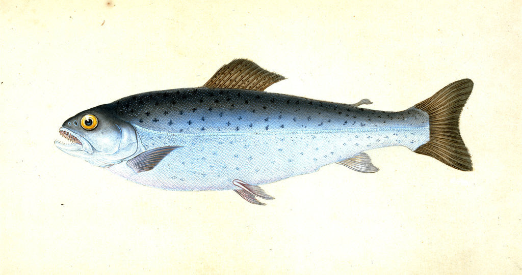 Detail of Sewen, Ssalmo Cambricus by E. Donovan