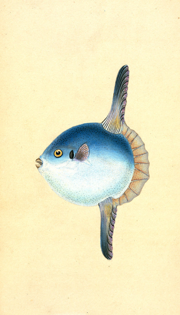 Detail of Short Sun-fish, Tetrodon Mola by E. Donovan