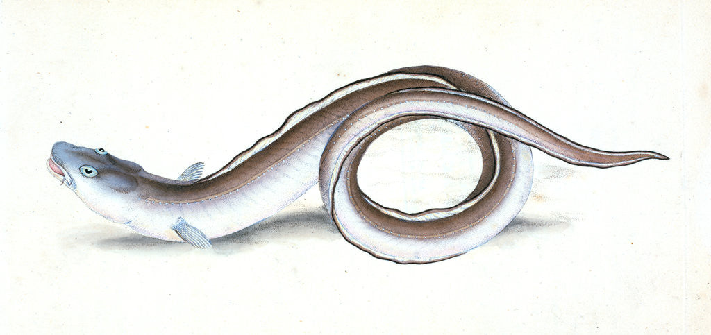 Detail of Conger Eel, Muraena Conger by E. Donovan