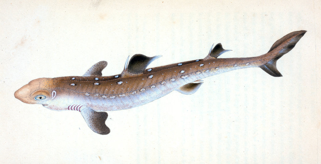 Detail of Picked Shark, or Dog Fish by E. Donovan