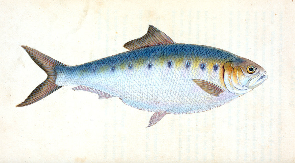 Detail of Haddock, Gadus Aeglefinus by E. Donovan