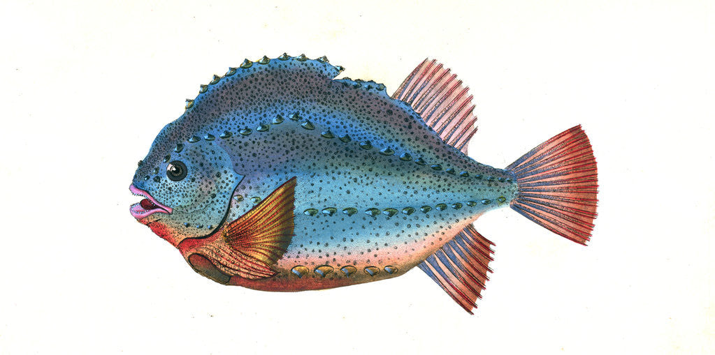 Detail of Lump Sucker, Cycloterus Lumpus by E. Donovan