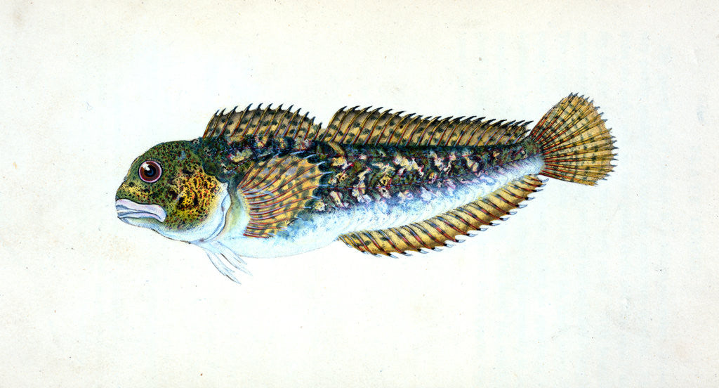 Detail of Blenny, smooth, Blennius Pholis by E. Donovan