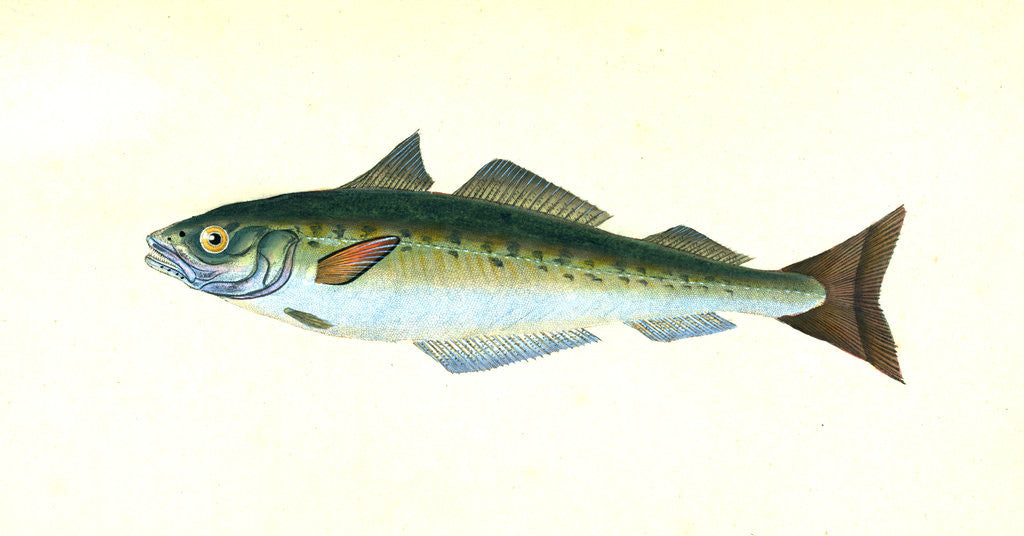 Detail of Coal Fish, Gadus Carbonarius by E. Donovan