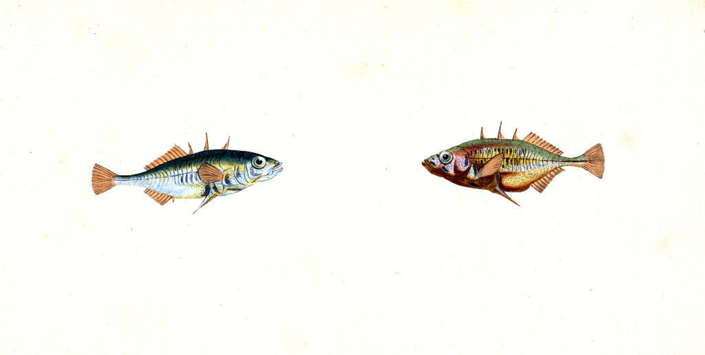 Detail of Stickleback, three-spined, Gasterosteus Aculeatus by E. Donovan