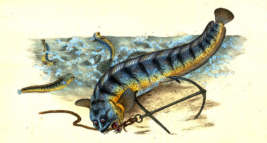 Detail of Wolf-fish, Anarhichas Lupus, 1802 by E. Donovan