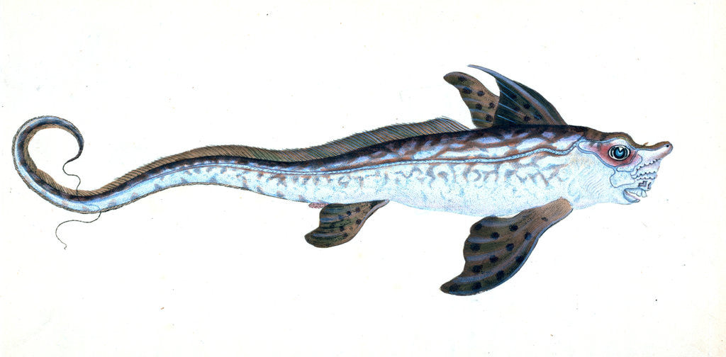 Detail of Sea Monster, Chimera monstrosa by E. Donovan