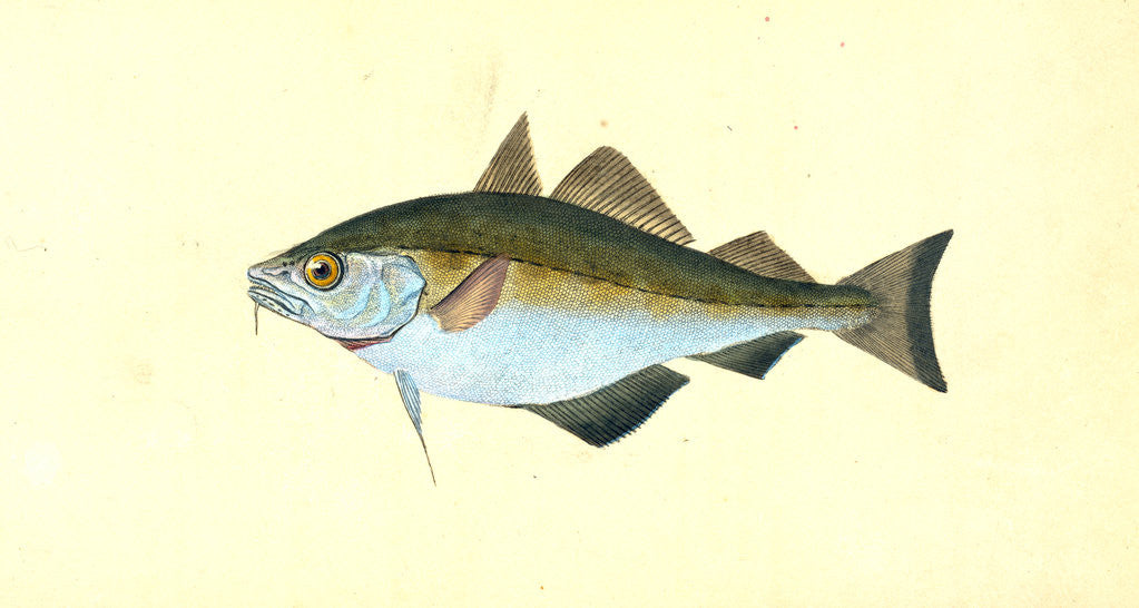Detail of Bib, Gadus Luscus by E. Donovan