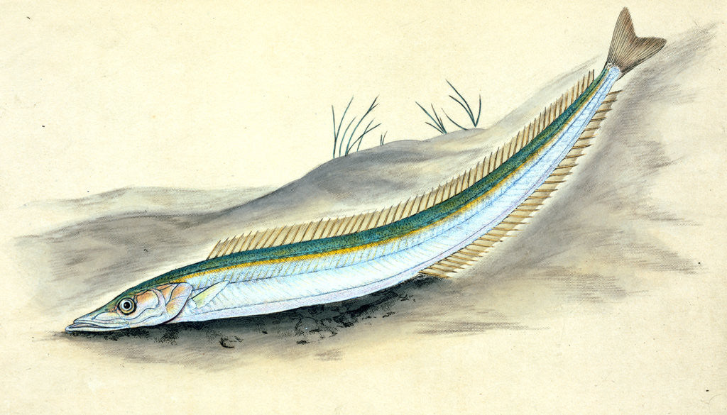 Detail of Sand Launce, Ammodytes Tobianus by E. Donovan