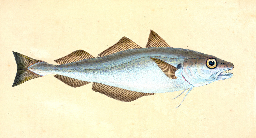 Detail of Whiting, Gadus Merlangius by E. Donovan