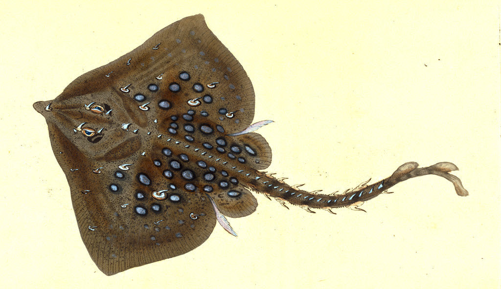 Detail of Thornback, Raia clavata by E. Donovan