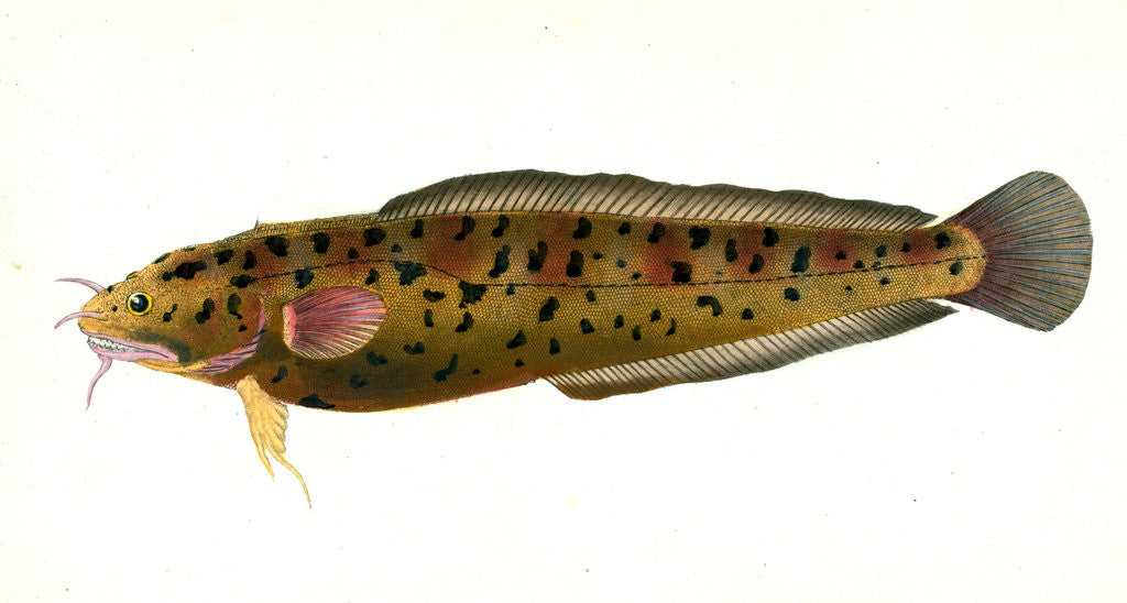 Detail of Cod, three-beared, Gadus Tricirratus by E. Donovan