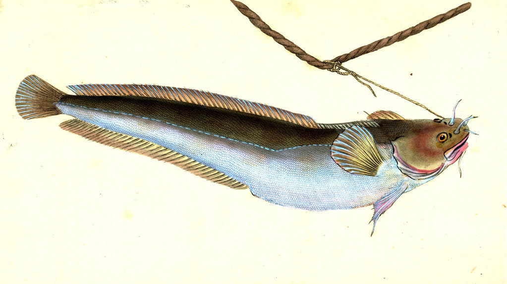 Detail of Cod, five-beared, Gadus Mustella by E. Donovan