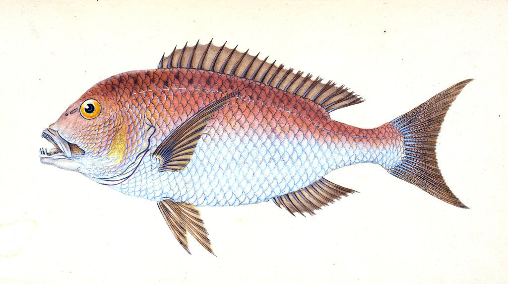 Detail of Sparus, four-toothed, Sparus dentex by E. Donovan
