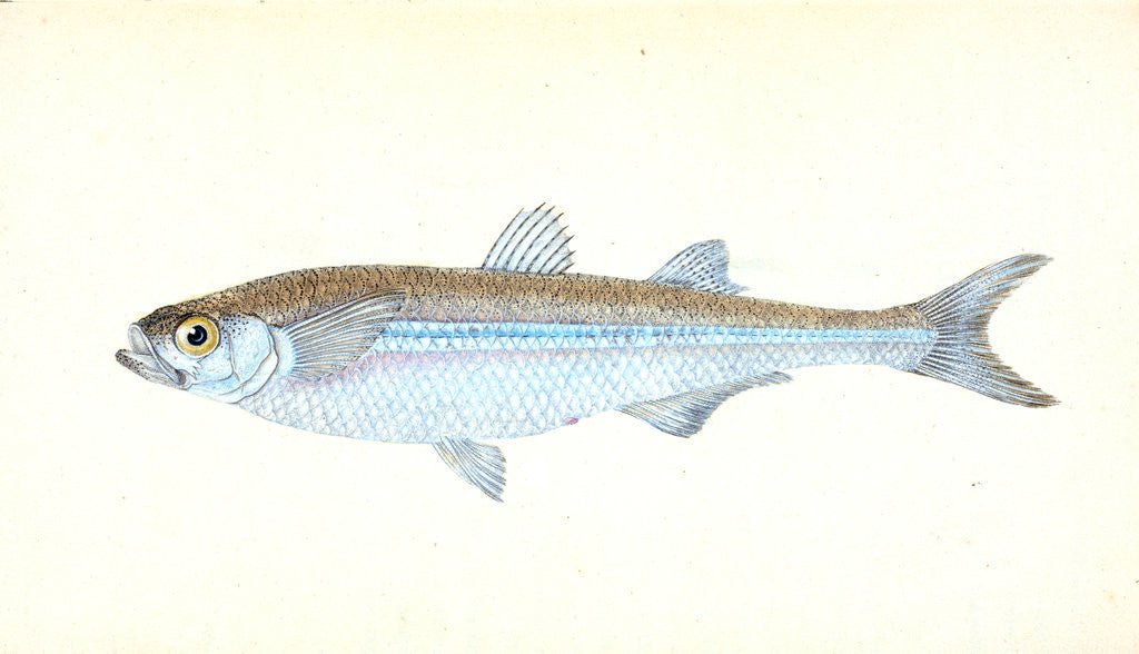 Detail of European Atherine, Atherina Hepsetus by E. Donovan