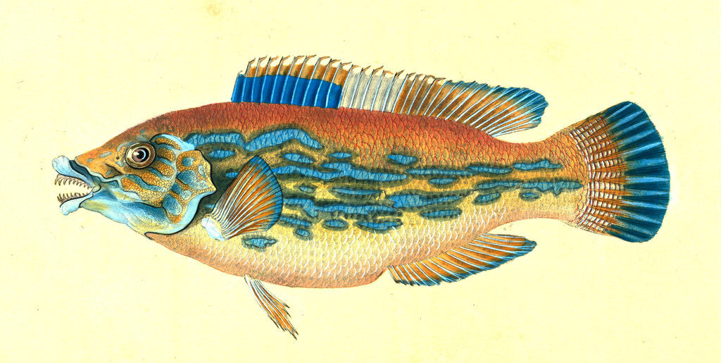 Detail of Wrasse, striped, Labrus Variegatus, 1802 by E. Donovan