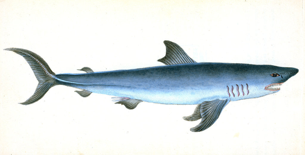 Detail of Porbeagle Shark, Squalus Cornubicus, 1808 by E. Donovan
