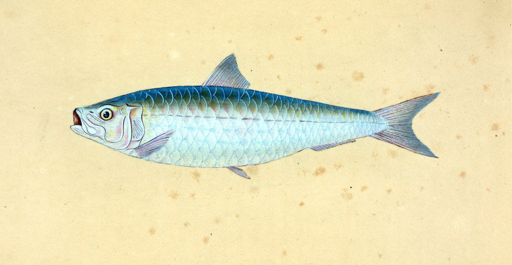 Detail of Gudgeon, Cyprinus Gobio by E. Donovan