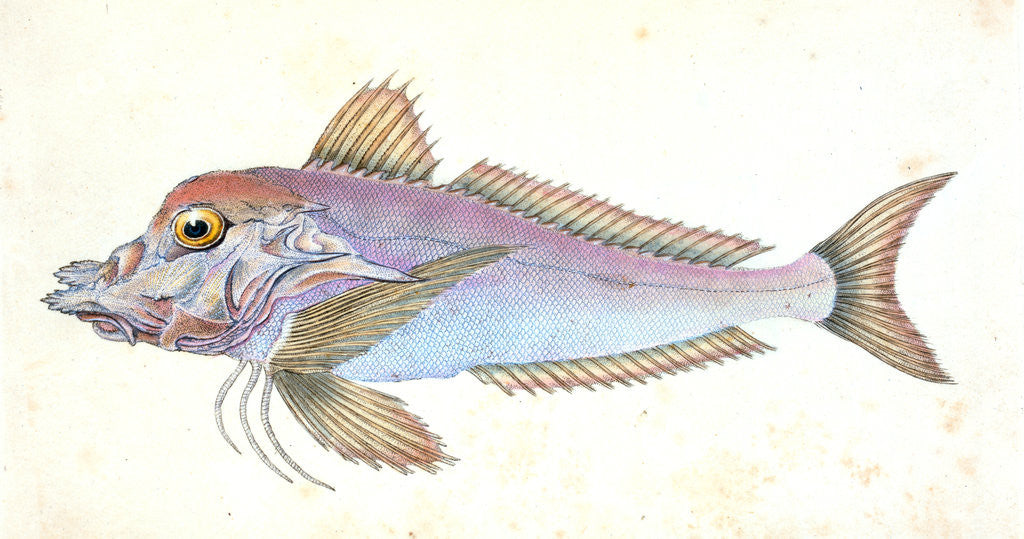 Detail of Piper, Trigla Lyra by E. Donovan