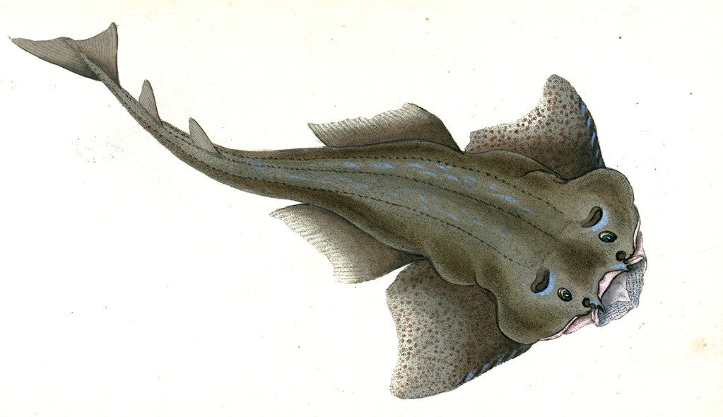 Detail of Angel shark, Squalus Squatina by E. Donovan