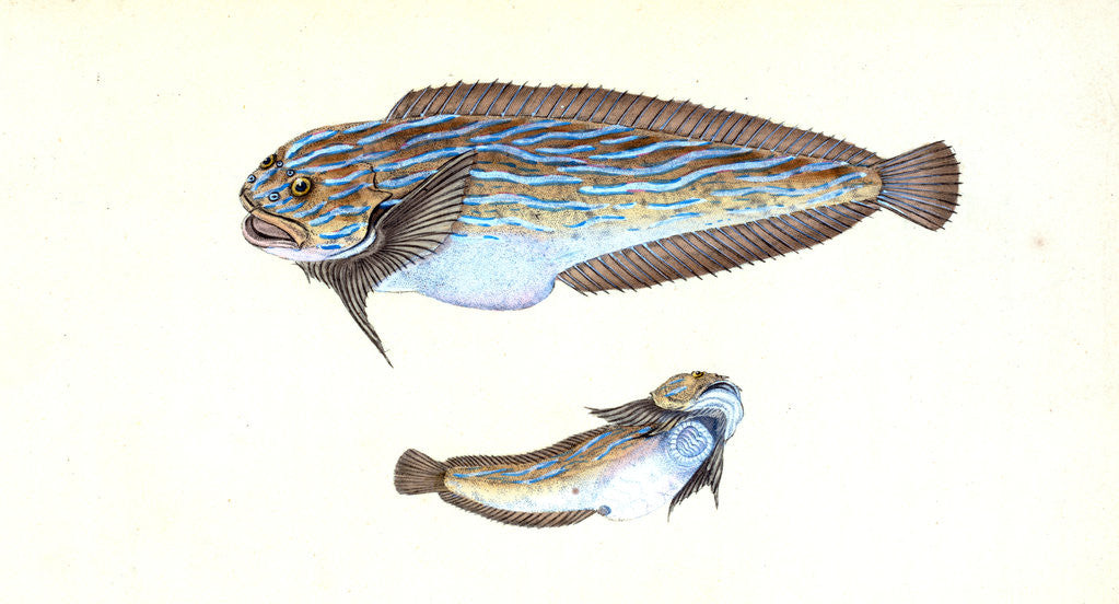 Detail of Trimaculated Wrasse, Labrus trimaculatus by E. Donovan