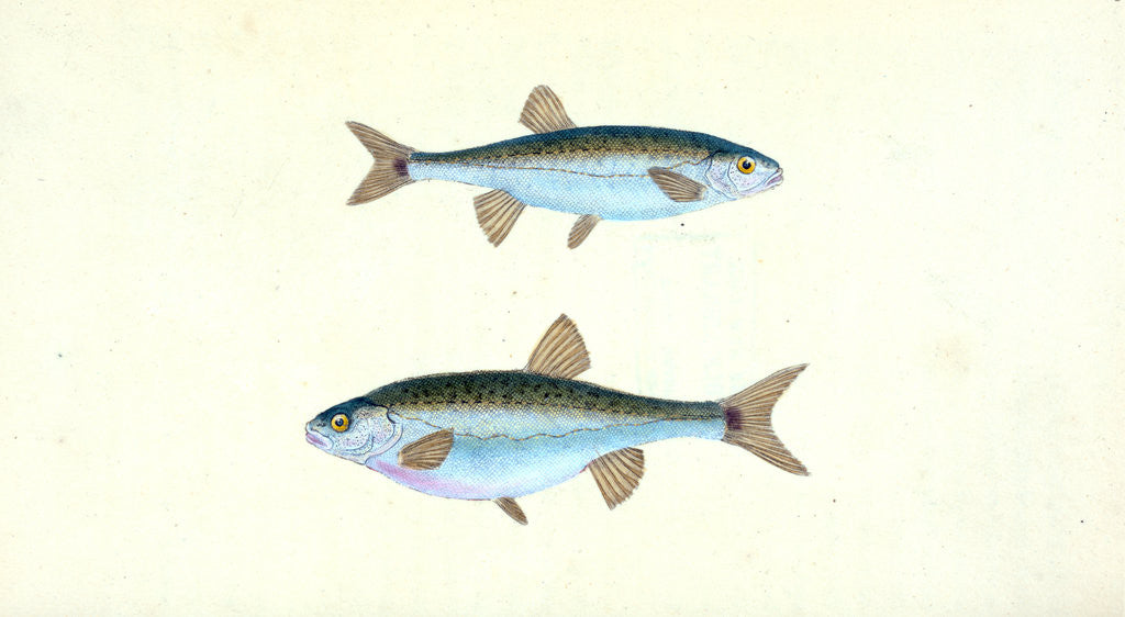 Detail of Sole, Pleuronectes Solea by E. Donovan