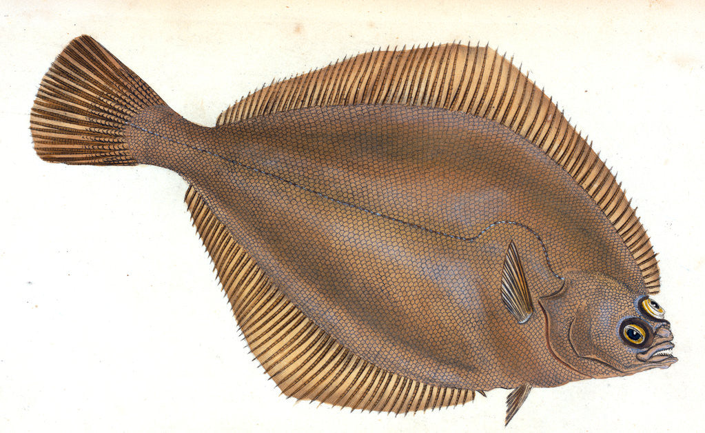 Detail of Unctuous Sucker, Cyclopterus liparis by E. Donovan