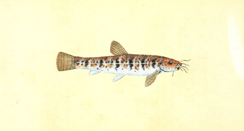 Detail of Loche, Cobitis Barbatula by E. Donovan