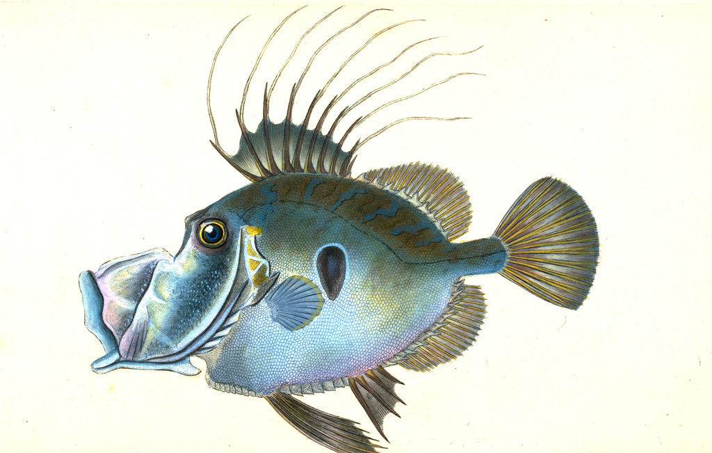 Detail of Doree, Zeus, Faber, 1802 by E. Donovan