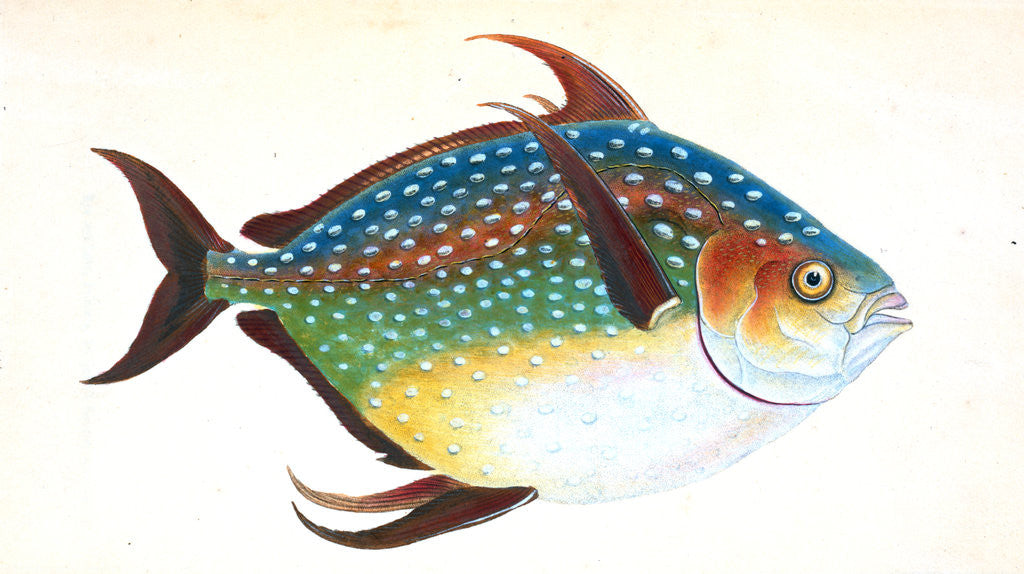 Detail of Opah, or King-fish, Zeus Luna by E. Donovan
